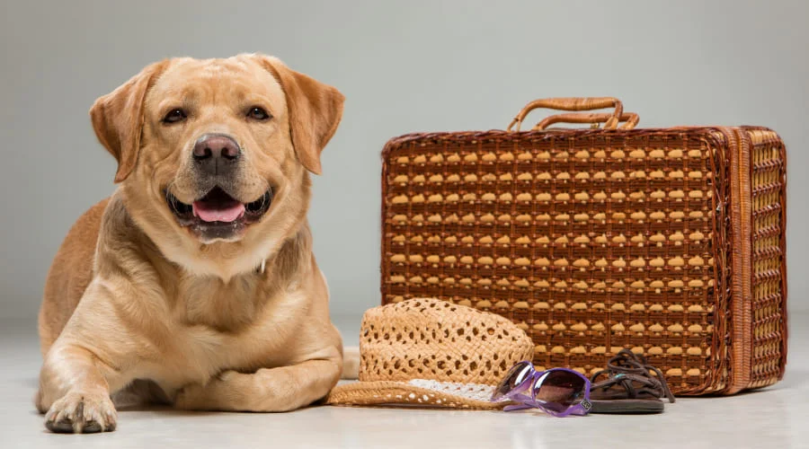 Philippine Airlines Pet Cargo Policy