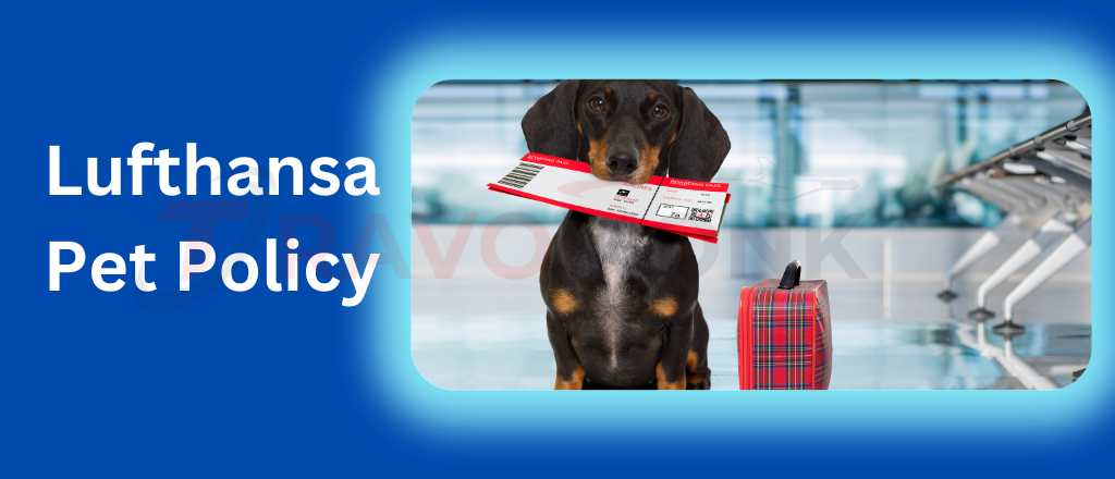 Lufthansa Pet Policy